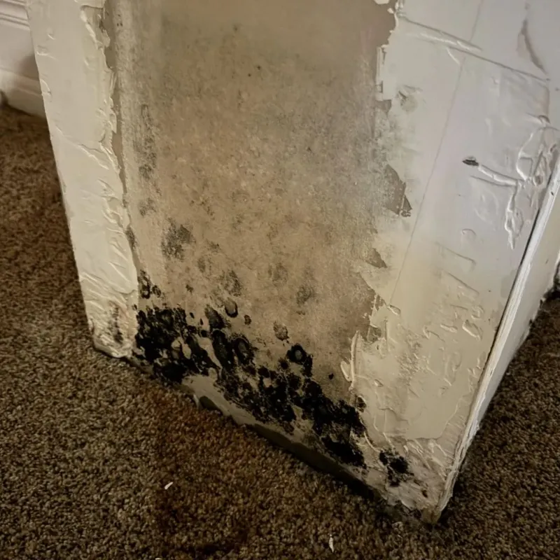 Professional Mold Removal in North Granby, CT